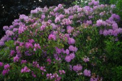 DSCN1732-