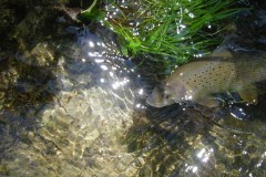 DSCN1742-